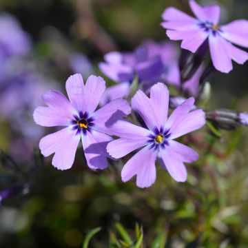 Phlox subulata Purple Beauty - Muscio rosa