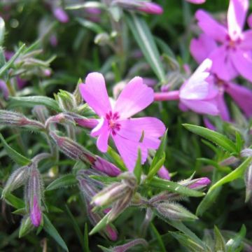 Phlox subulata Moerheimii - Muscio rosa