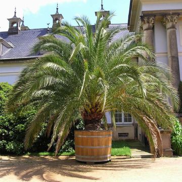 Phoenix canariensis - Palma delle Canarie