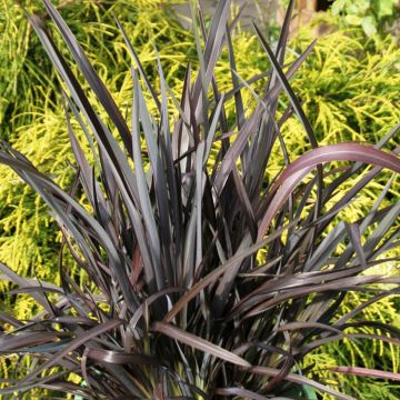 Phormium Black Velvet - Lino della Nuova Zelanda