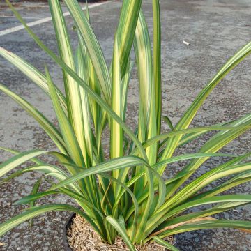 Phormium Golden Ray - Lino della Nuova Zelanda