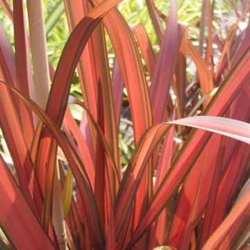 Phormium Rainbow Maiden - Lino della Nuova Zelanda