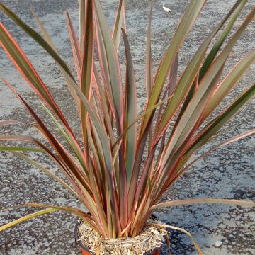 Phormium Sundowner - Lino della Nuova Zelanda