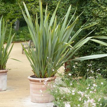 Phormium tenax - Lino della Nuova Zelanda