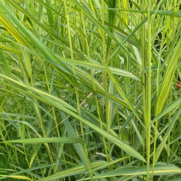 Phragmites australis Variegatus - Cannuccia di palude variegata