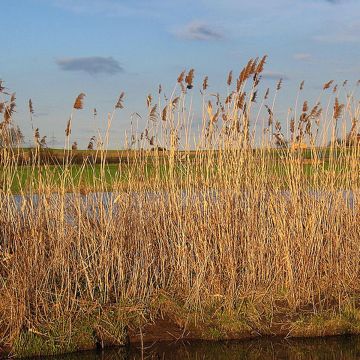 Phragmites australis - Cannuccia di palude