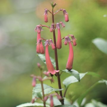 Phygelius aequalis Pink Trumpet