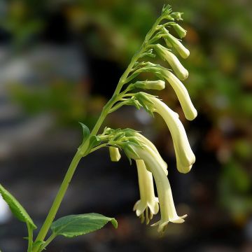 Phygelius aequalis Yellow Trumpet