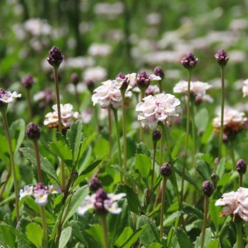 Phyla nodiflora var. canescens - Erba Luigia americana