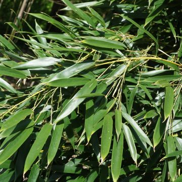 Phyllostachys aureosulcata Alata - Bambù aureosulcato