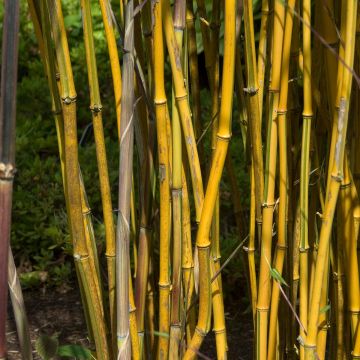 Phyllostachys aureosulcata Spectabilis - Bambù aureosulcato