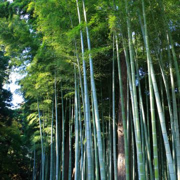 Phyllostachys edulis - Moso