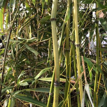 Phyllostachys flexuosa - Bambù