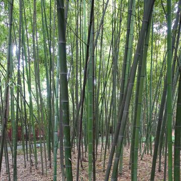 Phyllostachys glauca - Bambù blu