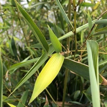 Phyllostachys heteroclada - Bambù d'acqua