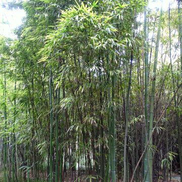 Phyllostachys iridescens - Bambù