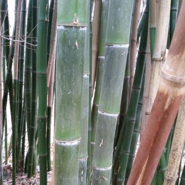 Phyllostachys parviflora - Bambù gigante