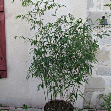 Phyllostachys rubromarginata - Bambù medio