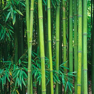 Phyllostachys viridiglaucescens - Bambù gigante