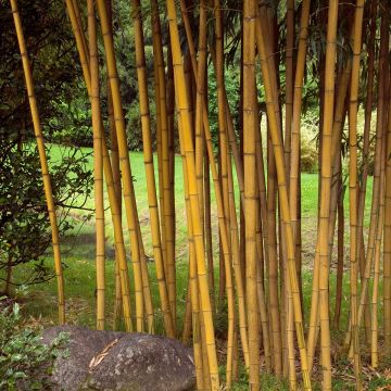 Phyllostachys vivax Aureocaulis - Bambù gigante d'Avorio