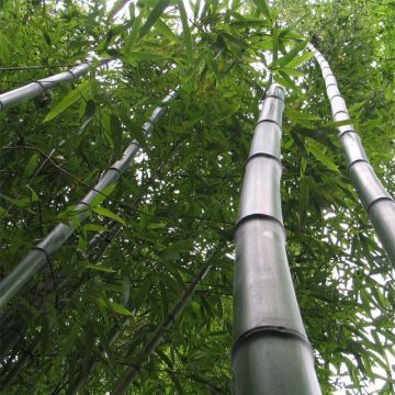 Phyllostachys vivax Huangwenzhu - Bambù gigante d'Avorio