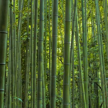 Phyllostachys vivax MacClure - Bambù gigante d'Avorio