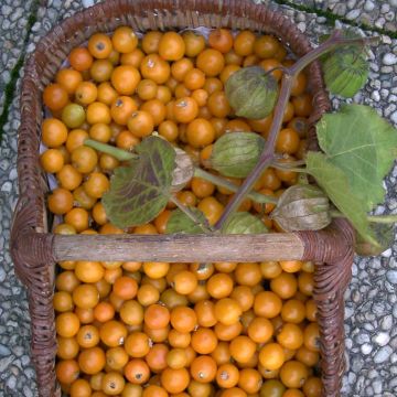 Physalis peruviana Bio (in vasetto)
  - Alchechengio del Perù