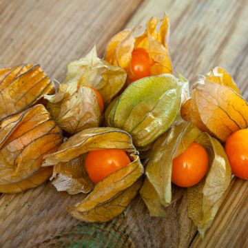 Physalis peruviana - Alchechengio del Perù