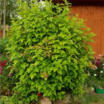 Physocarpus opulifolius - Spirea americana