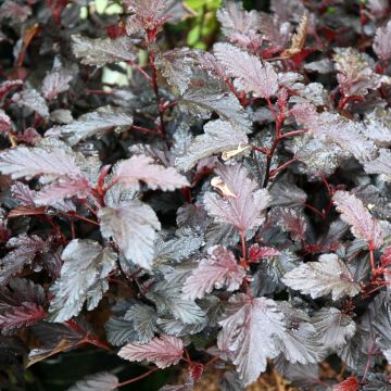 Physocarpus opulifolius All Black