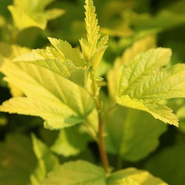 Physocarpus opulifolius Angel Gold