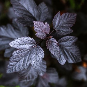 Physocarpus opulifolius Black light