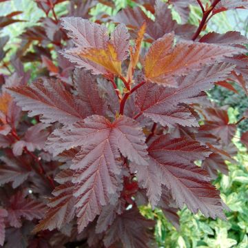 Physocarpus opulifolius Little Angel