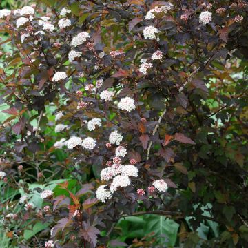 Physocarpus opulifolius Red Baron