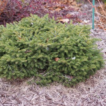 Picea abies Nidiformis - Abete nidiforme