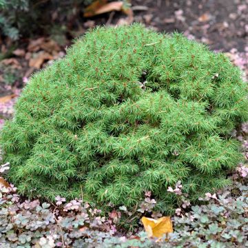 Picea glauca Alberta Globe