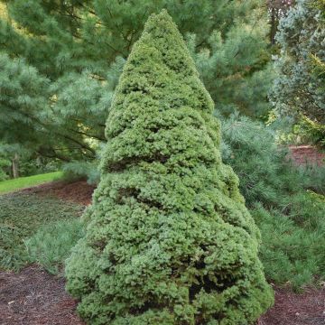 Picea glauca Rainbow's End