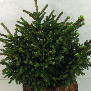 Picea orientalis Barnes