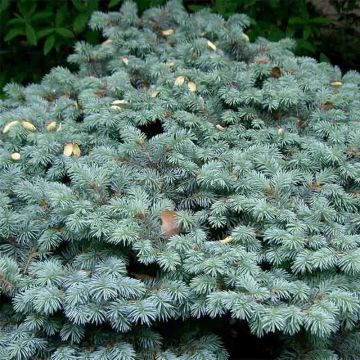 Picea pungens Glauca Globosa