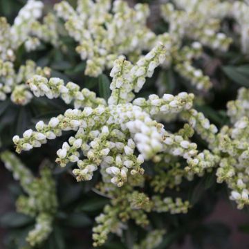 Pieris japonica Debutante