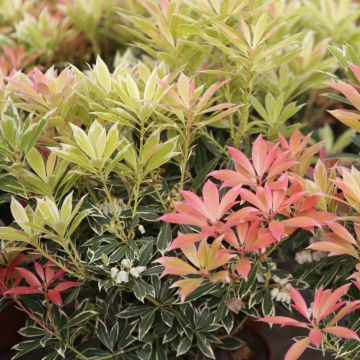 Pieris japonica Flaming Silver