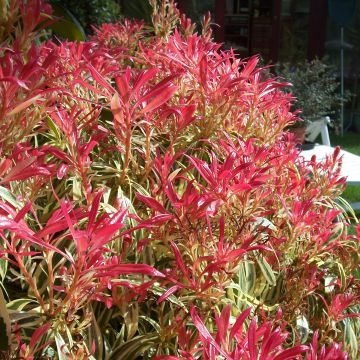 Pieris japonica Little Heath