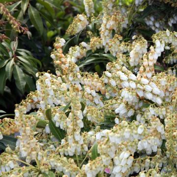 Pieris japonica Purity