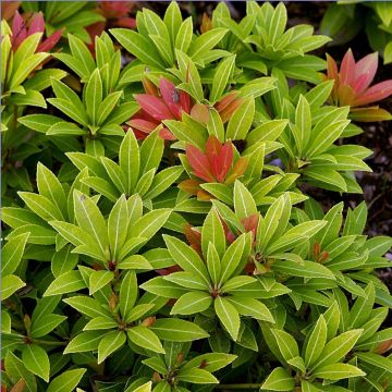 Pieris japonica Sarabande