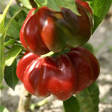 Peperoncino Pomodoro