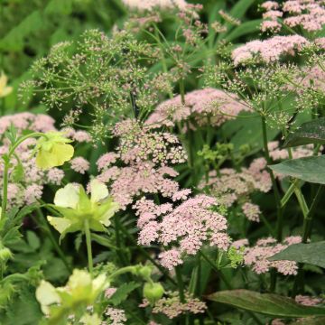 Pimpinella major Rosea - Tragoselino maggiore