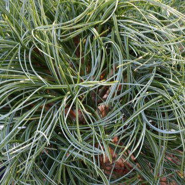 Pinus strobus Green Twist - Pino strobo