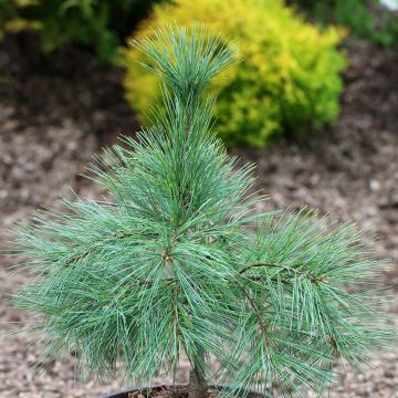 Pinus strobus Niagara Falls - Pino strobo