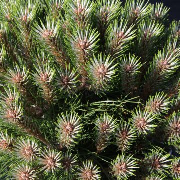 Pinus nigra Marie Brégeon