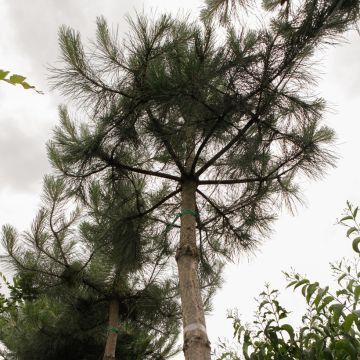 Pinus nigra nigra